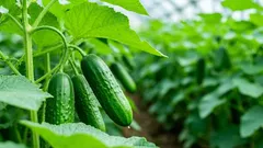 キュウリのストレス：植え付け前に苗を氷で冷やす理由